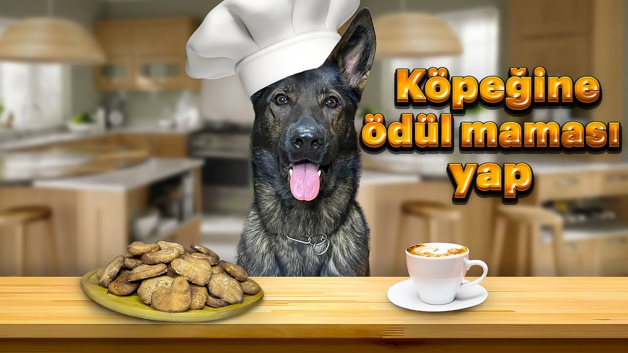 KÖPEKLER İÇİN EV YAPIMI ÖDÜL MAMASI🐶😍