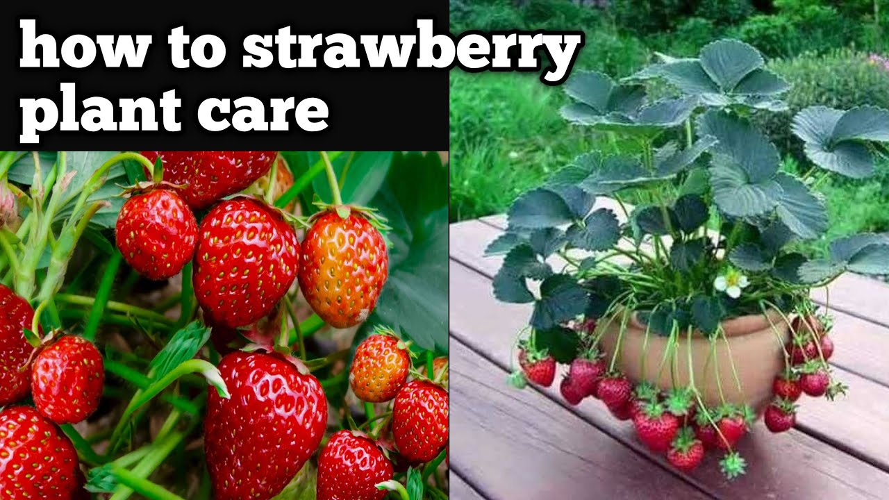 🍓 How to strawberry plants care 