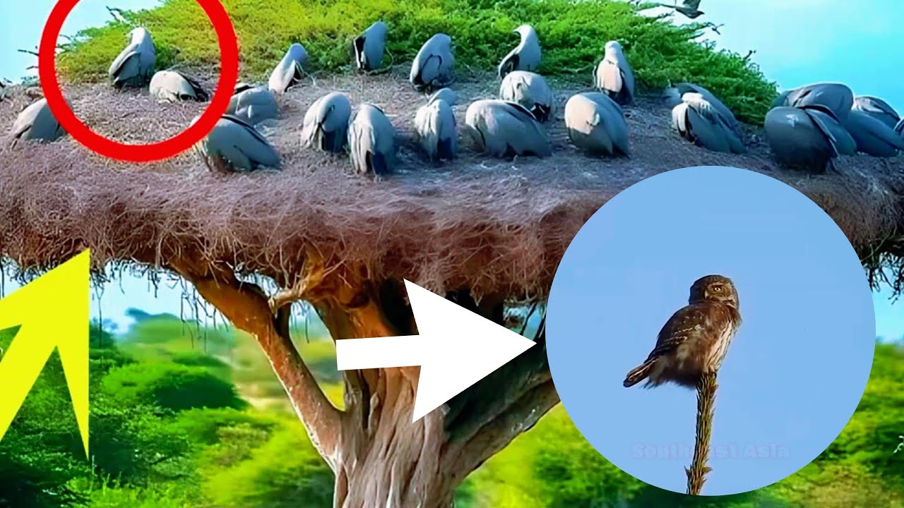 The Fascinating Nesting Habits of Birds Around the World