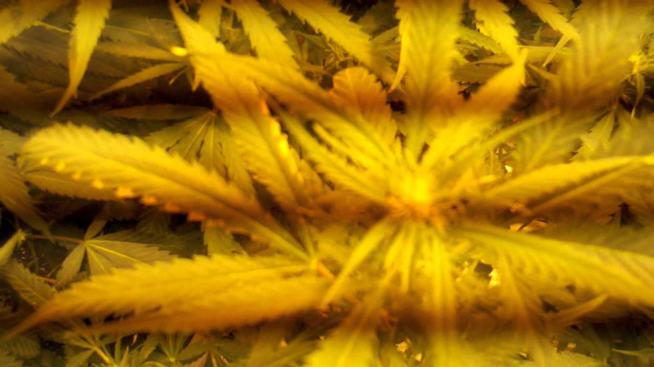 Bubba kush...