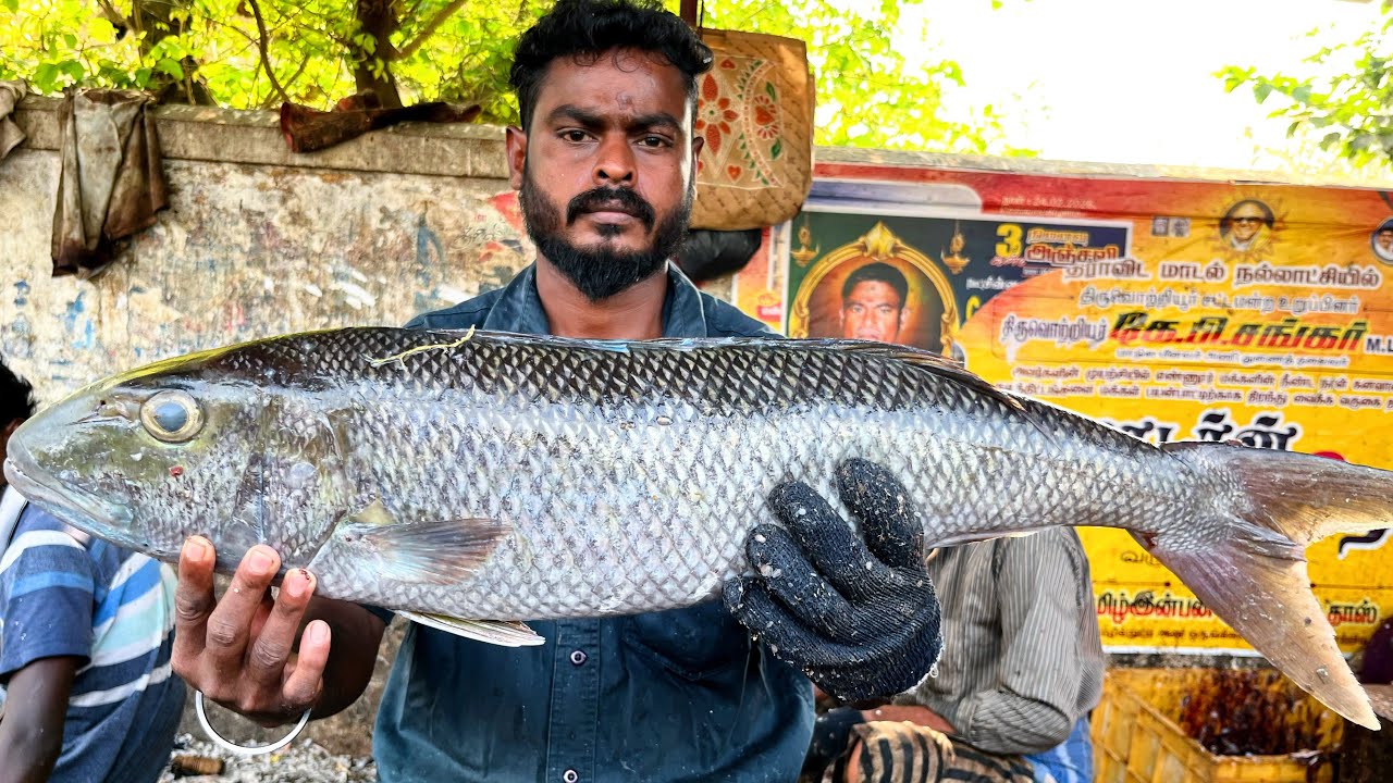 #KASIMEDU MURUGAN KARVA FISH CUTTING #KASIMEDU #KASIMEDU MEENGAL 