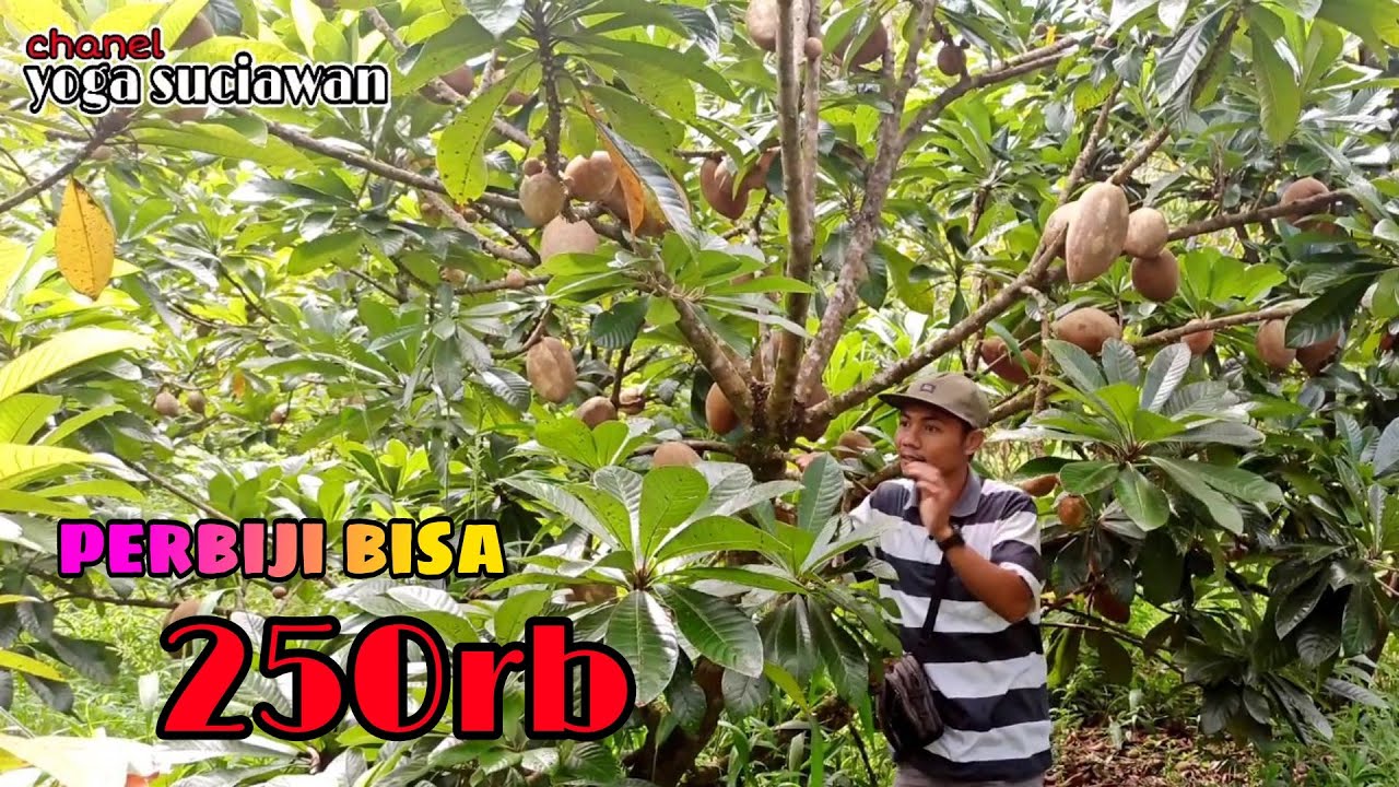 MAMEY SAPOTE - review perkebunan mameysapote tabulampot/  mamesapote berbuah dalampot