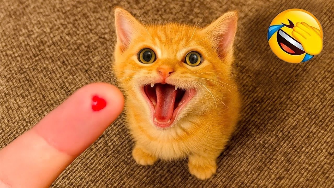 You Laugh You Lose 😹 Funniest Cats and Dogs 2026🤣
