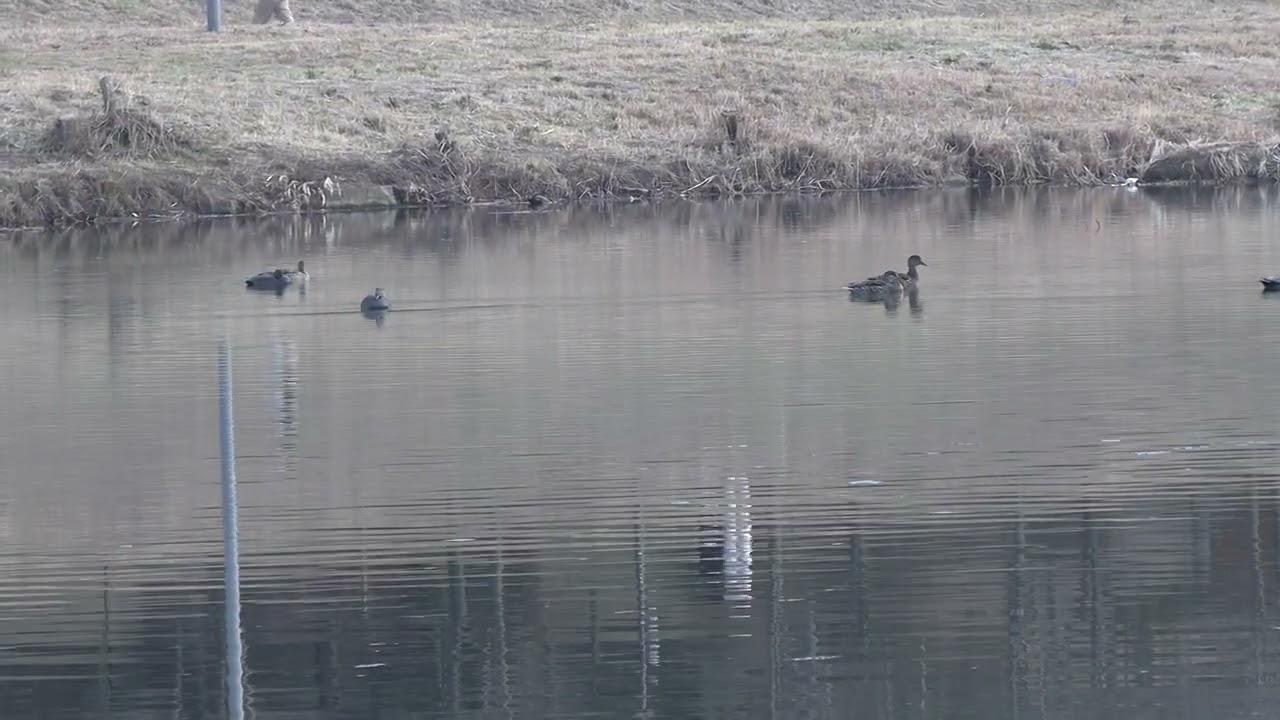 Wild ducks are drifting down the river 2| Healing View, Relaxing Nature View, Healing and Relaxation