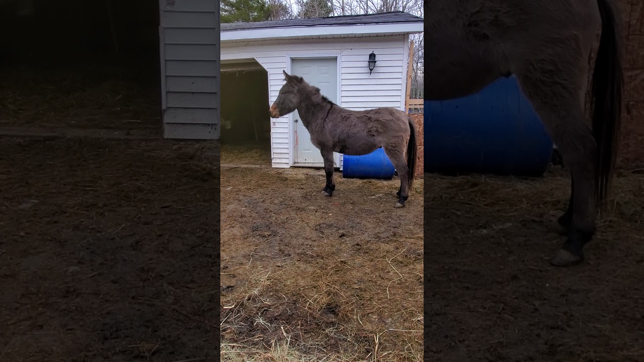Johnny mule braying at the neighbours horses