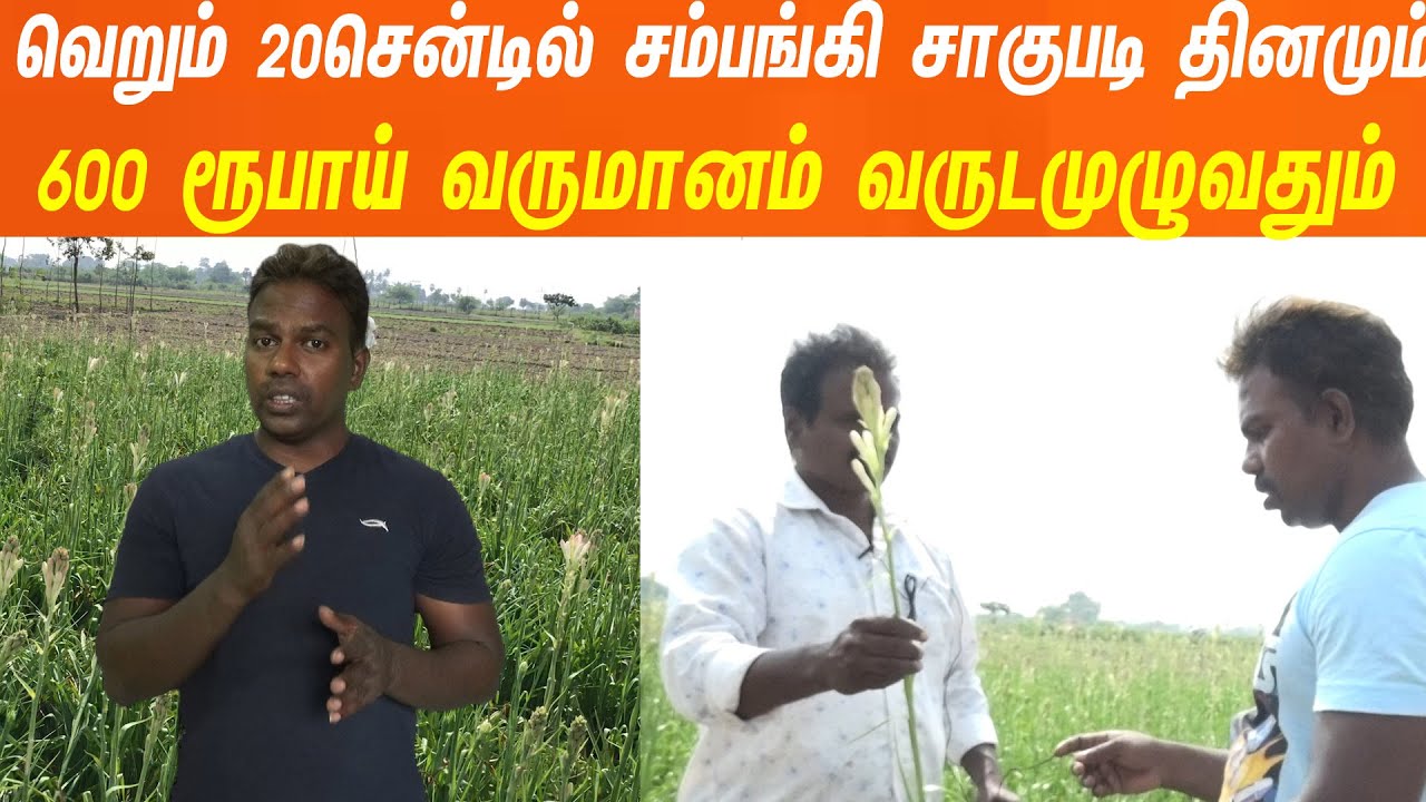 10வருடங்கள் வரை மகசூல் தரும் சம்பங்கி பூ சாகுபடி