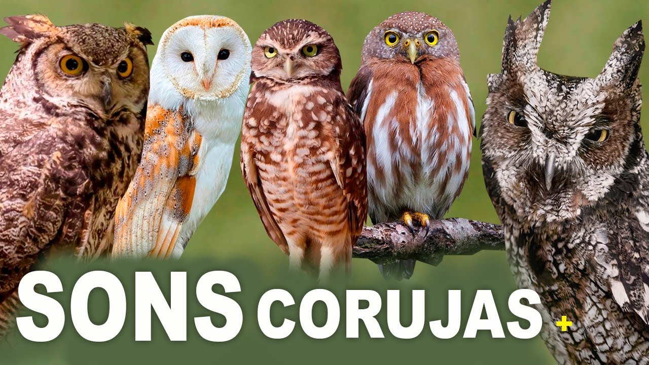 Cantos de Corujas do Brasil 🦉 Suindara, Jacurutu, Coruja-buraqueira e mais (GAVIÕES, FALCÕES)