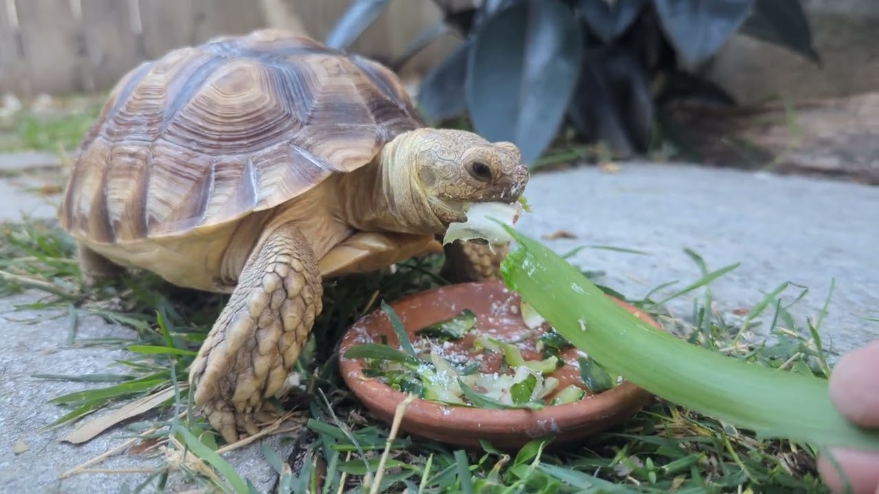 Swift T the sulcata tortoise