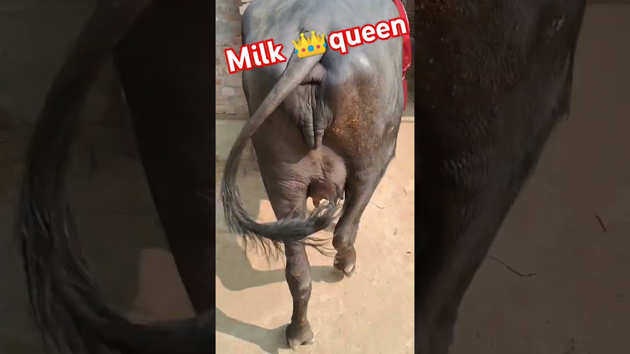 #milkqueen