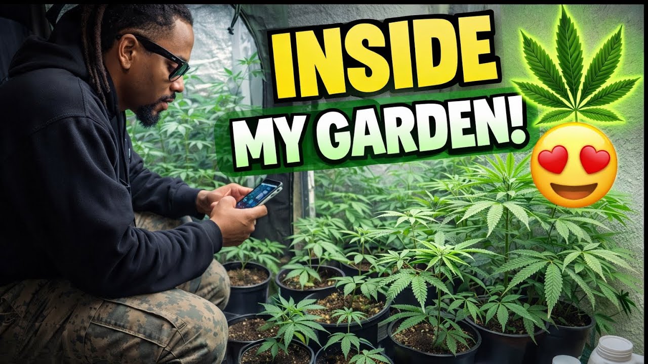 This Is What a Real Home Grow Cannabis Garden Looks Like (Grow Update)
