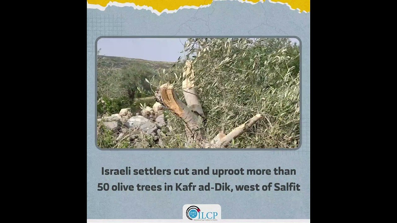 Israeli settlers cut and uproot more than 50 olive trees in Kafr ad-Dik, west of Salfit