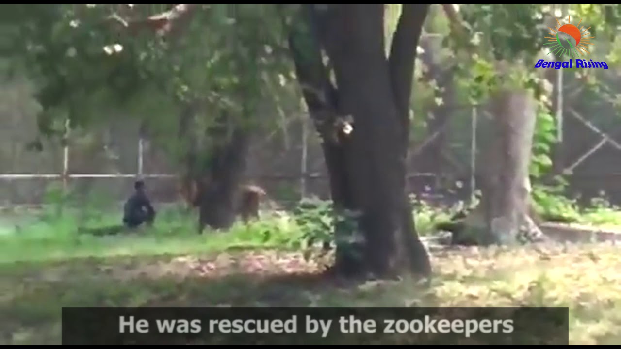WATCH: Man sits face-to-face with lion in Delhi zoo, rescued