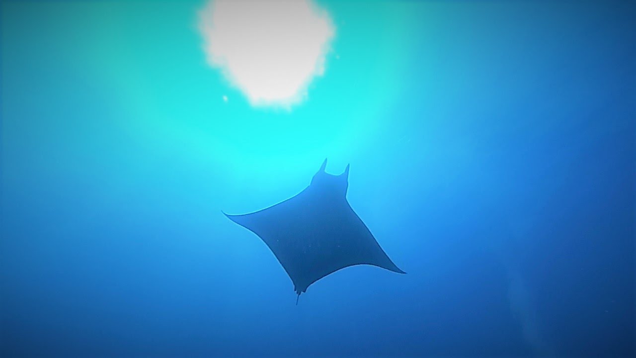 Buceo en Los Corales, el hierro 25-09-2021