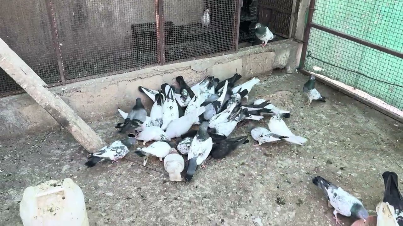 Unique pigeon Asian pigeon pigeon lover pigeon house