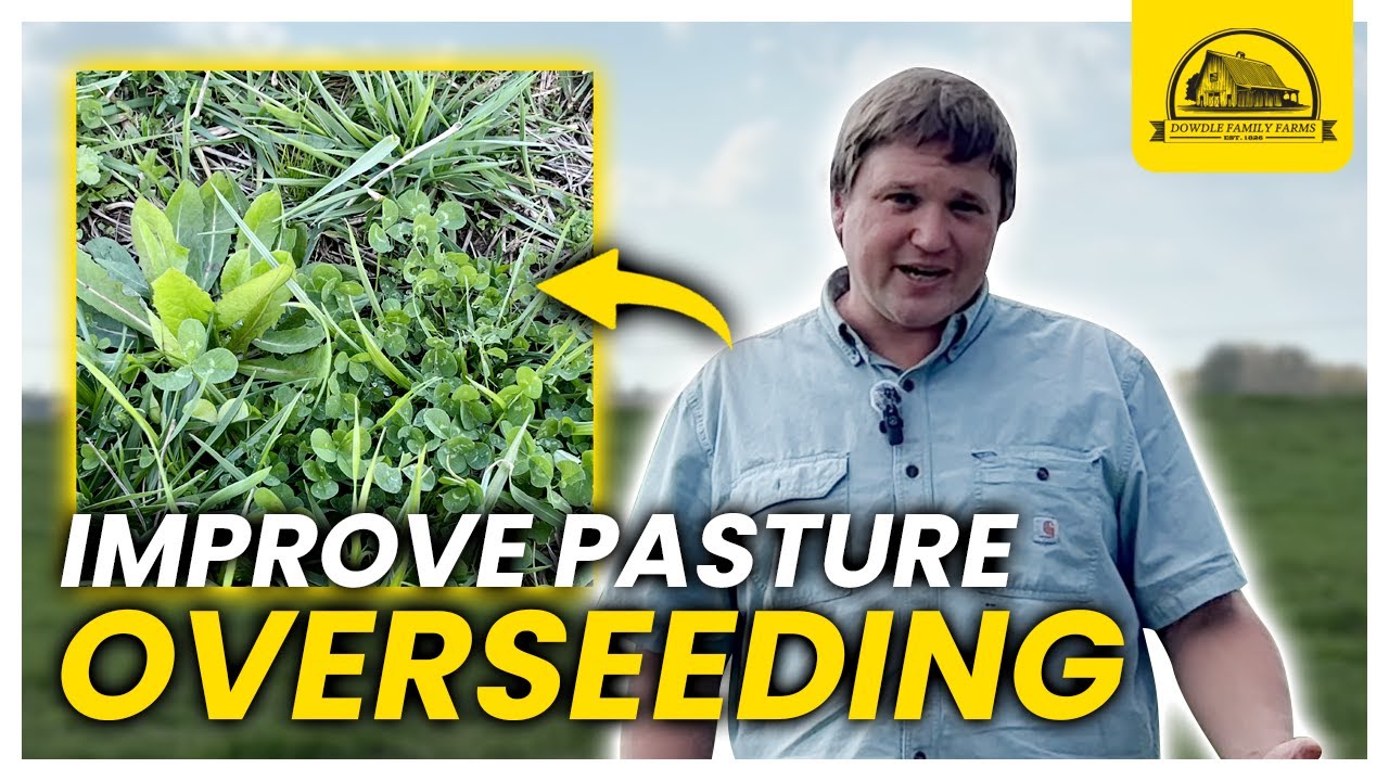 How to Improve Pasture Productivity Easily: Overseeding the Red Field