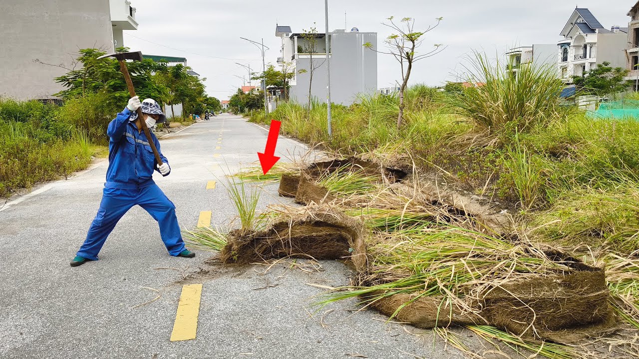 Neighborhood No One Dares to Clean Sidewalk Abandoned Because of Rumors that Poisonous Snakes Guard