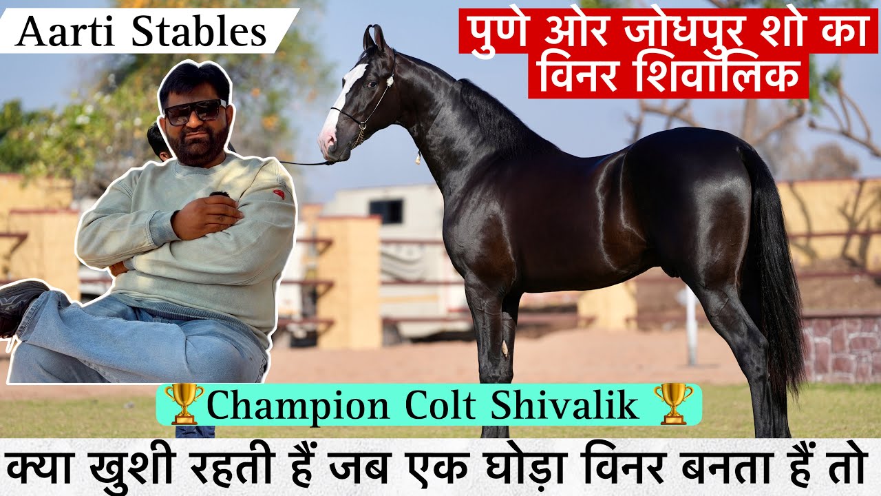 जोधपुर और पुणे शो का चैंपियन ब्लैक जैक घोड़े का बच्चा शिवालिक जीत की खुशी क्या होती हैं !
