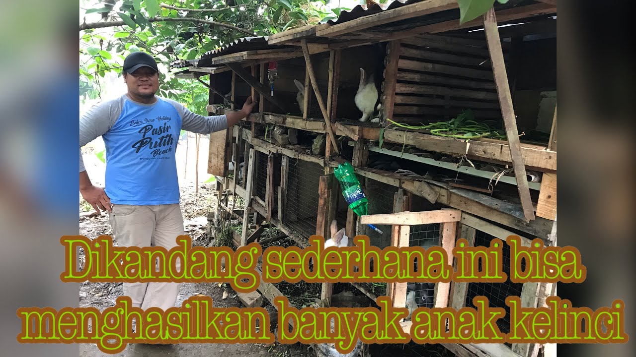 Kandang Sederhana Bisa Menghasilkan Banyak Kelinci. Yukk.. kita lihat kisahnya..