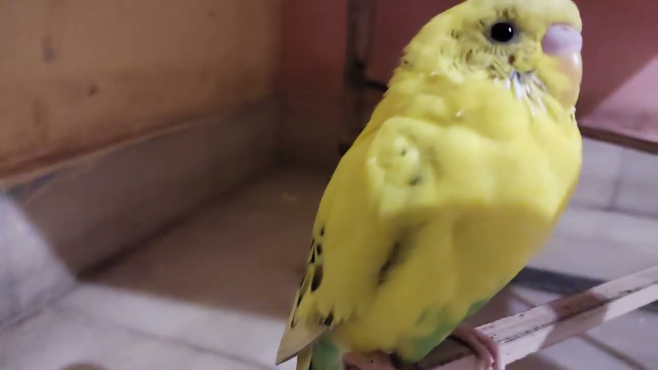 Budgies parrot 🦜🦜 talking make them happy 😊🫶💞💞💞🦜#birds #budgies 
