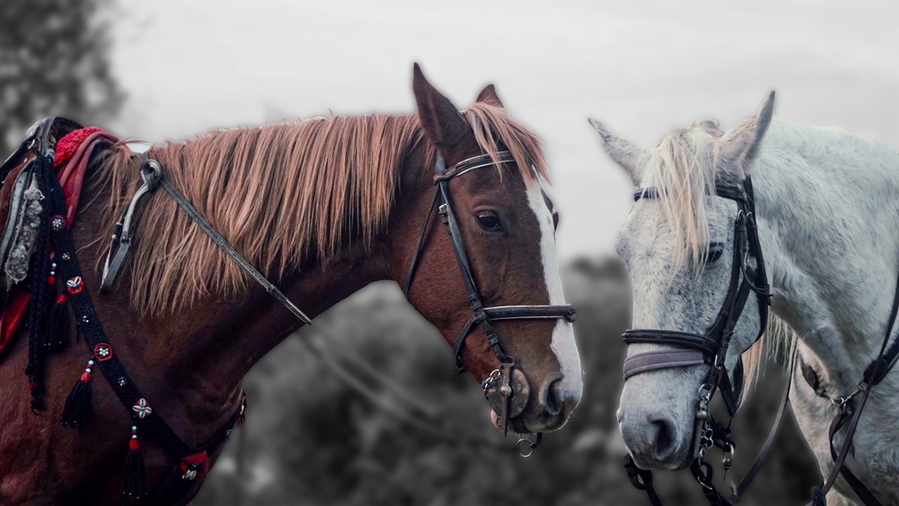 Horse Raising & Riding In Algeria (Documentary)