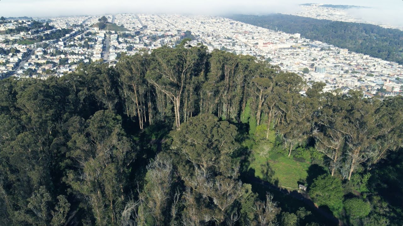 Restoring the Health of Mount Sutro Open Space Reserve