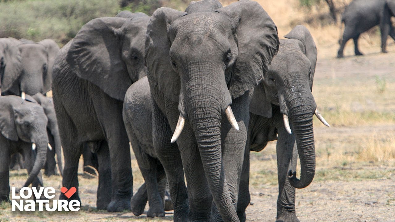 The Emotional Lives of Elephants: A Fight for Survival | Elephants On The Run