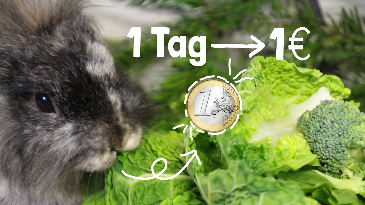 1 Tag lang für nur 1€ füttern?! | Experiment