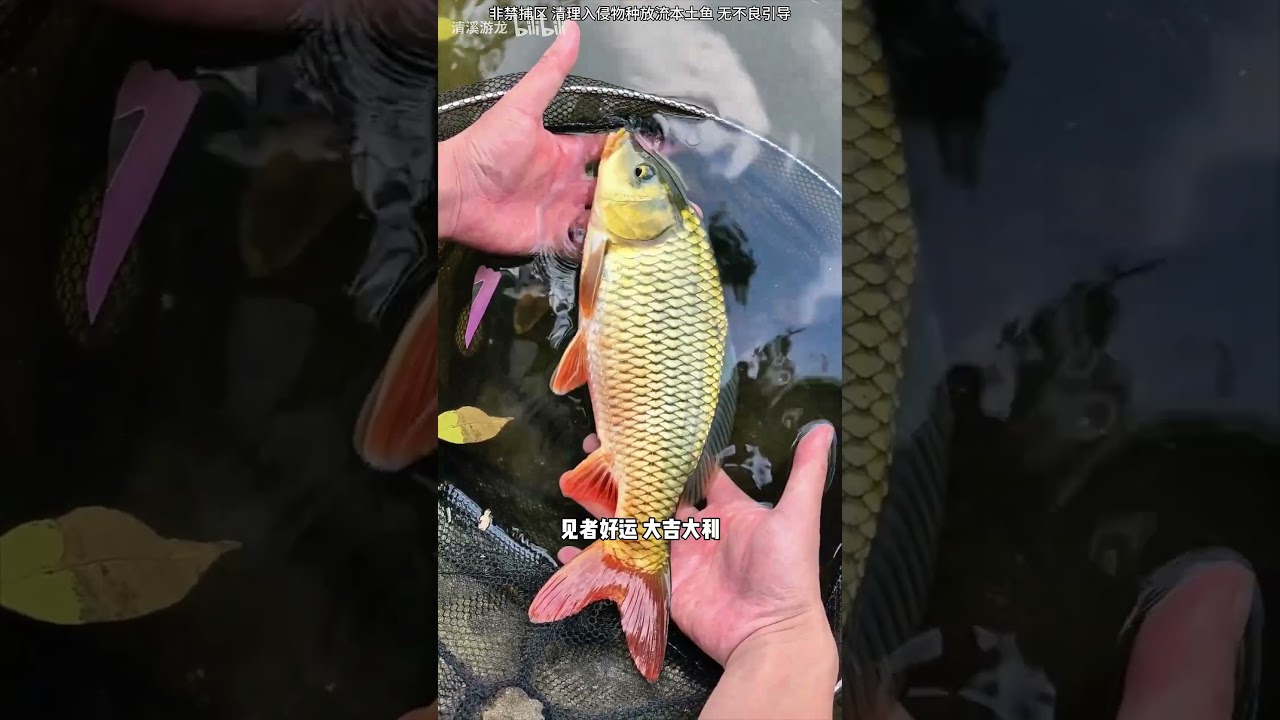 捉入侵观赏鱼 很多新鱼种在广东尼罗河