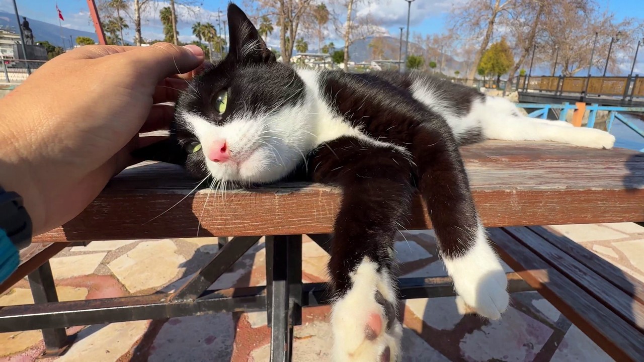 Are Tuxedo Cats Always This Calm?