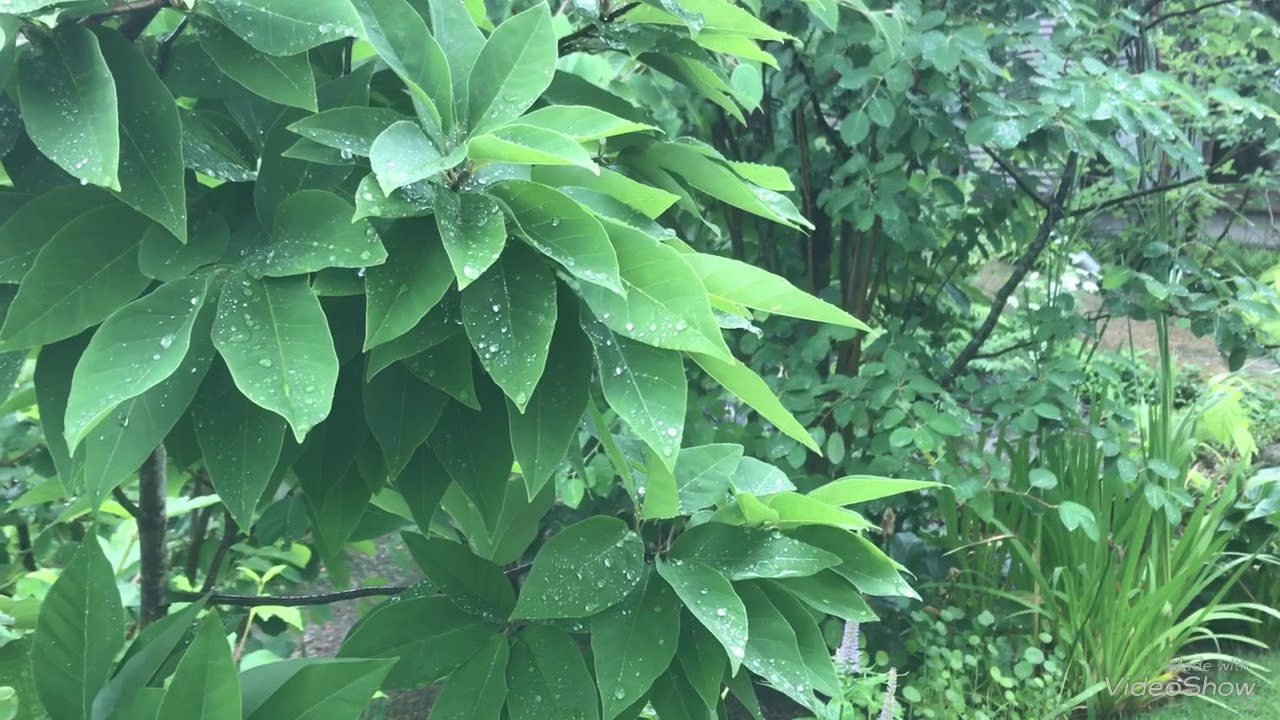 雨の日（雨音を見るだけの動画）