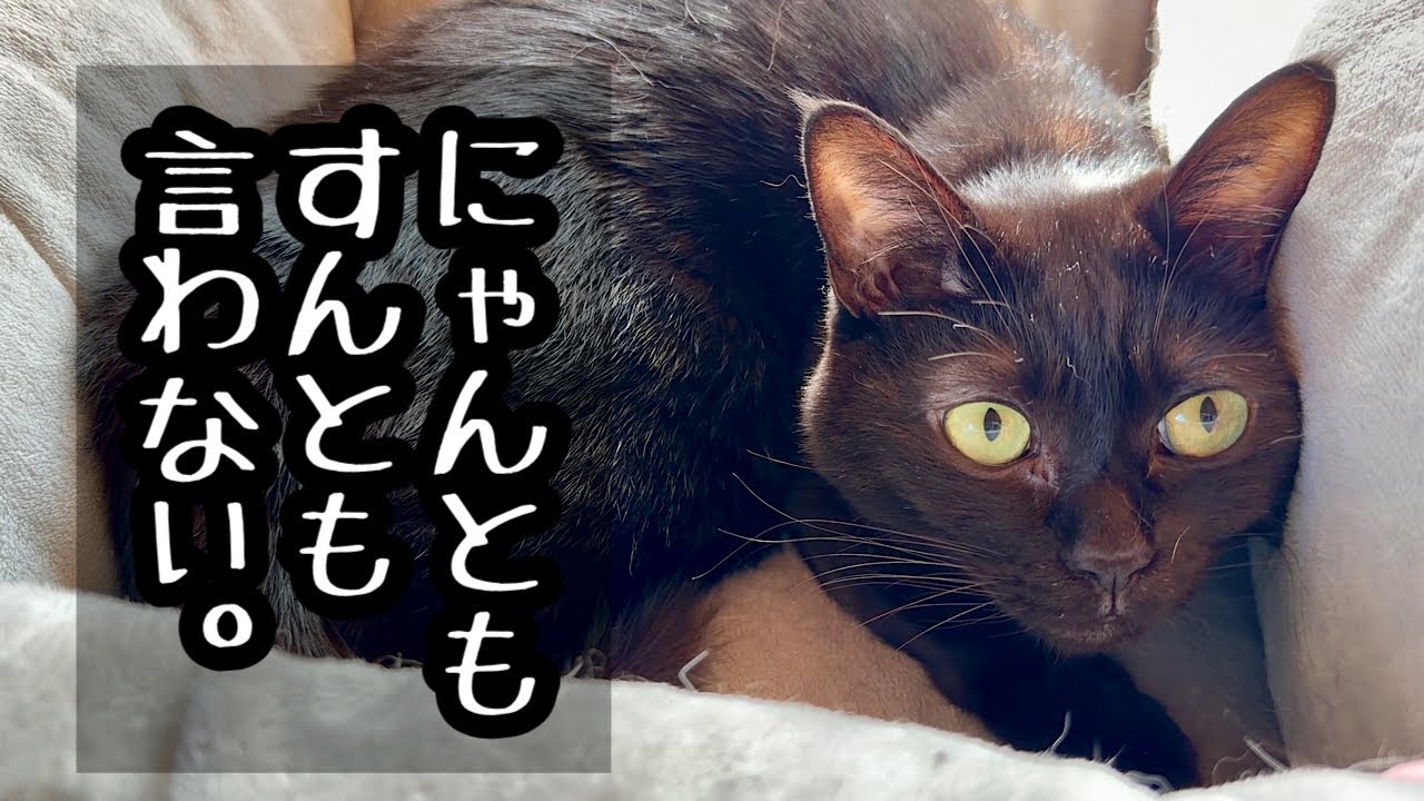 ちょっとお家に入ってて【白黒猫とケージ】