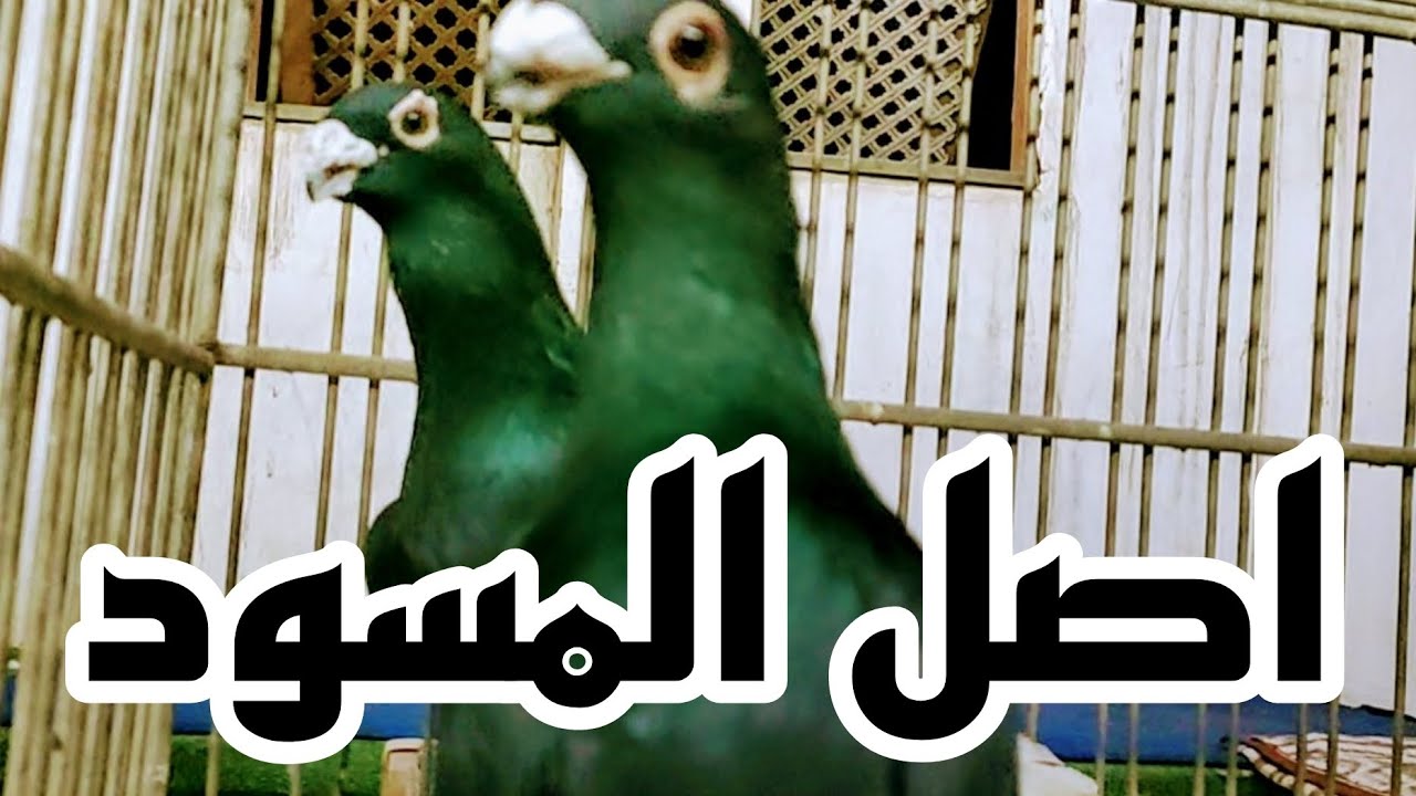 🔴 المسود المصرى#الحمام_الغزار  الحاج فرحات الجيزة