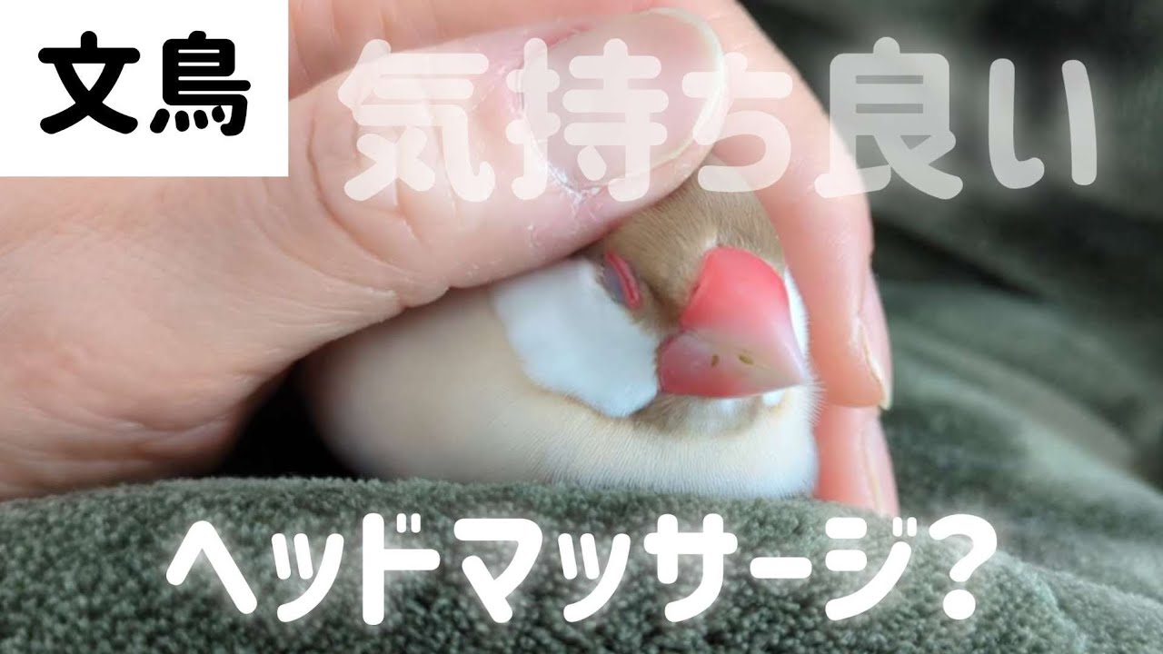 【文鳥】に尽くす飼い主の一コマ、#javasparrow 