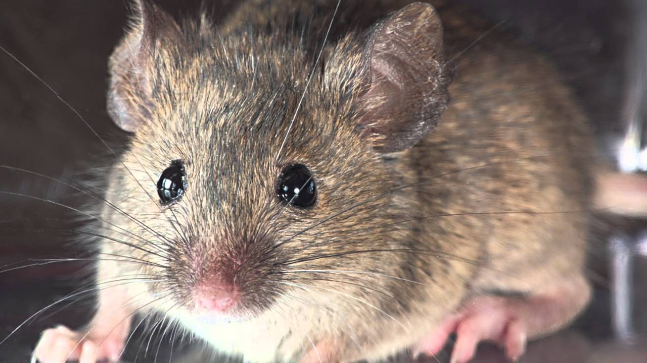 Groundbreaking Million Dollar Mouse eradication project begins