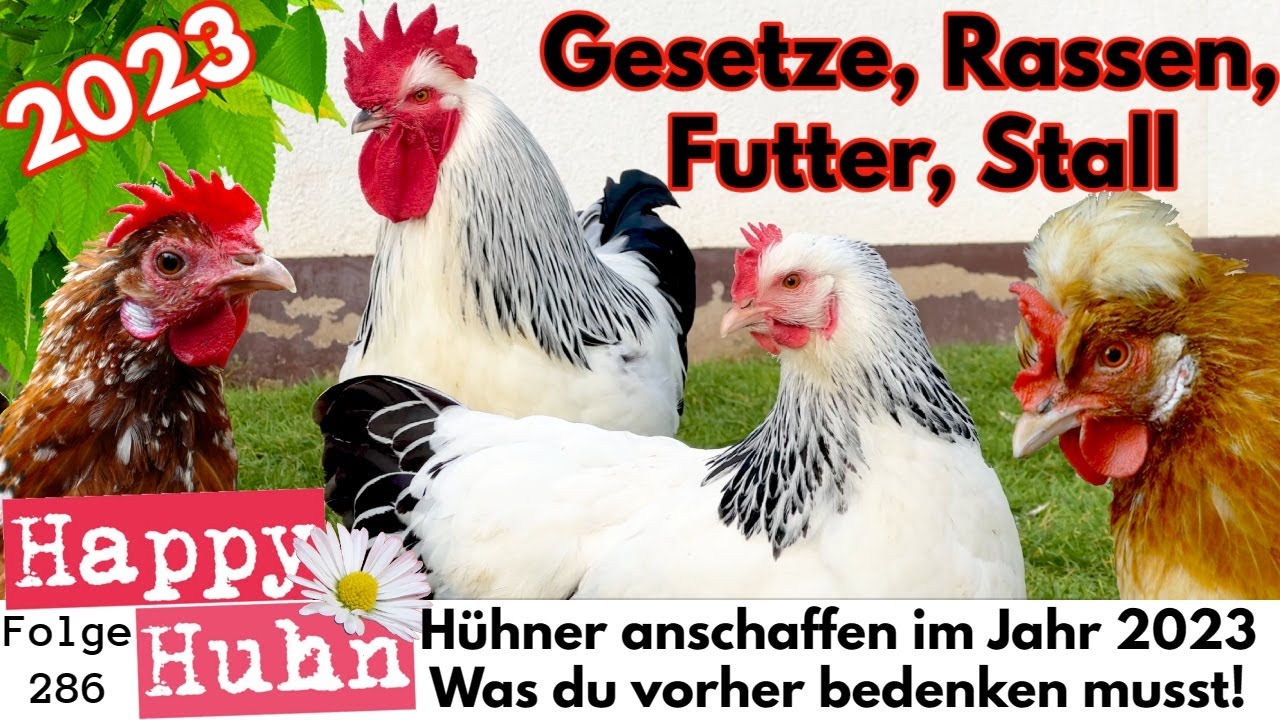 Hühner anschaffen im Jahr 2023! Was du wissen musst, über Gesetze Stall Futter Rassen Meldepflicht