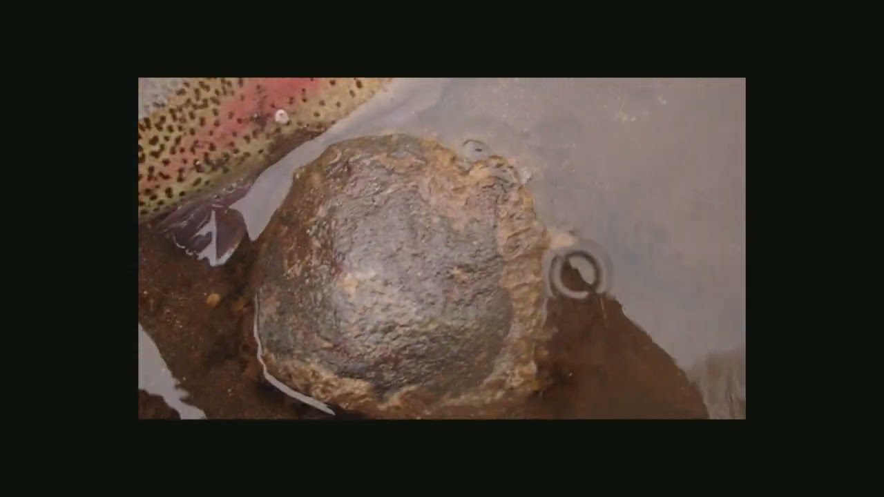 Releasing Rainbow trout #rainbowtrout #fishingtechnique #troutfishing #flyfishing