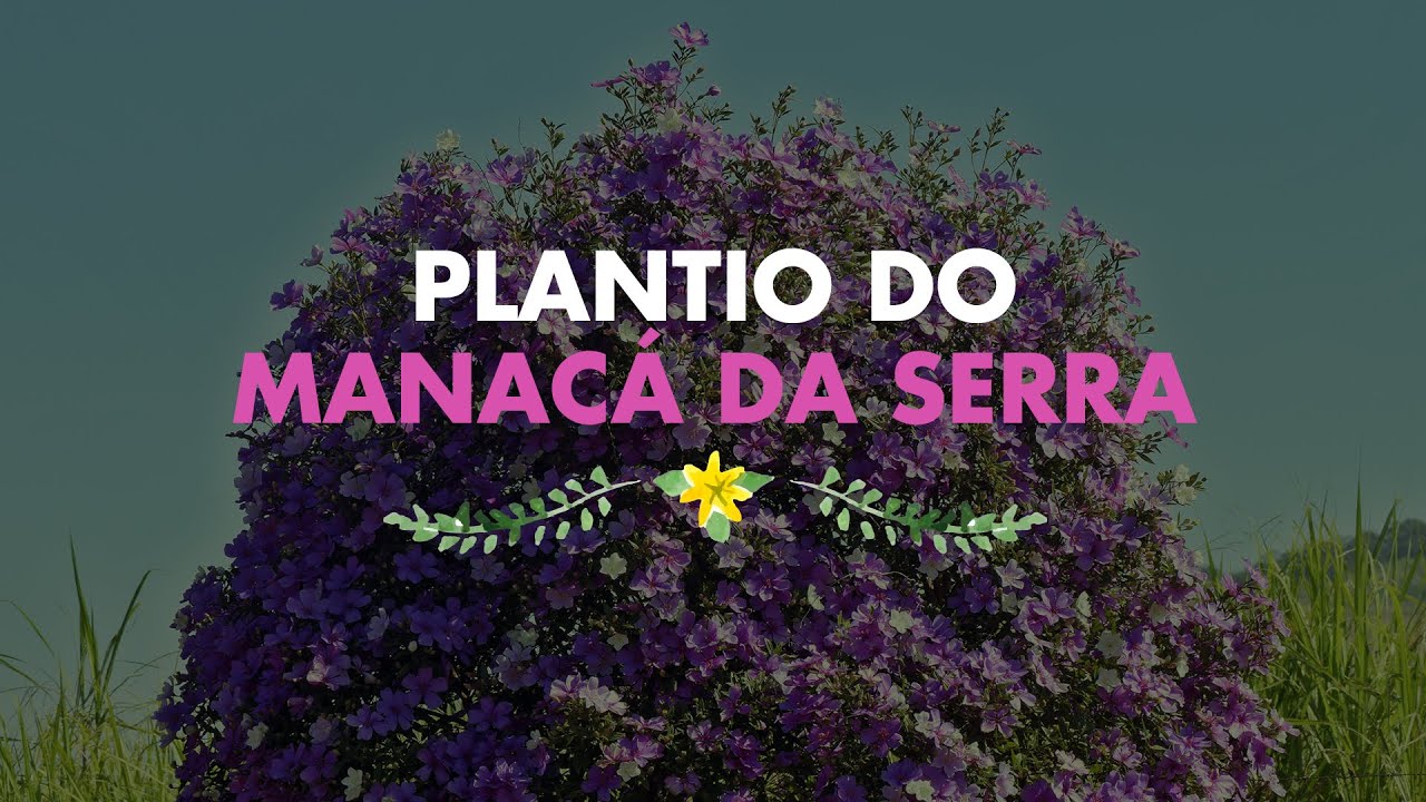 Plantio do Manacá da Serra