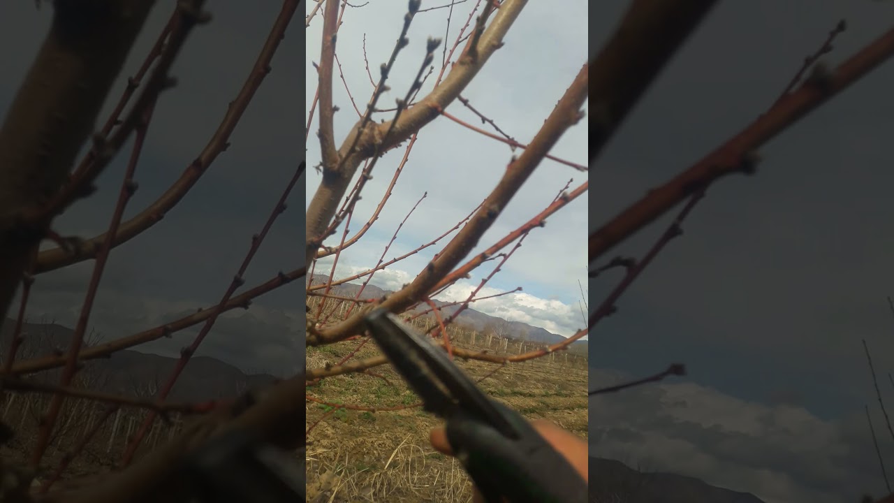 Դեղձենի Էտ