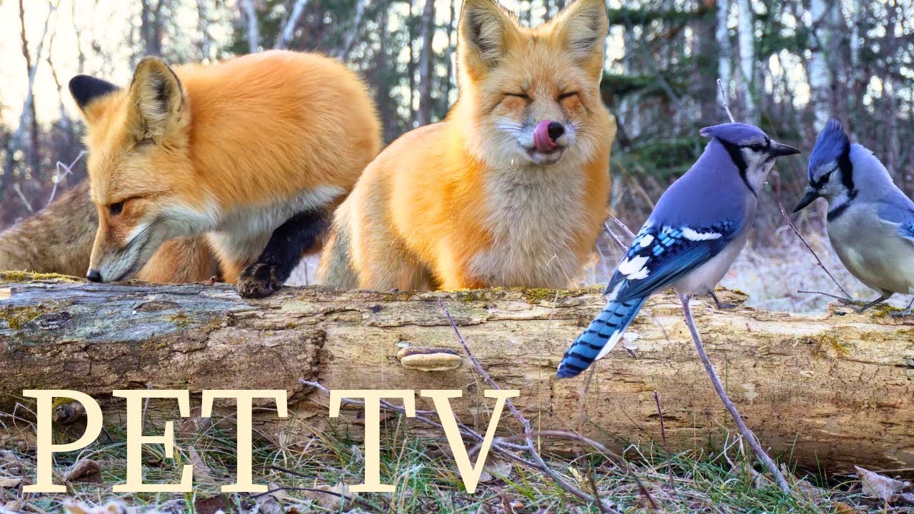 Dog TV • Cat TV - Frosty Morning With Two Foxes 🦊 Relaxing Nature for Cats, Dogs & People