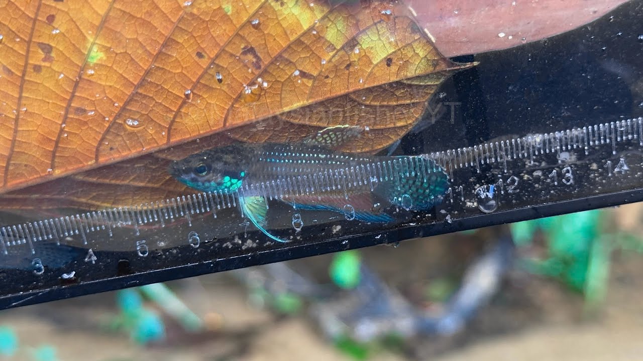 Searching for Betta stigmosa: An endemic species of West Malaysia #bettafish  #malaysia