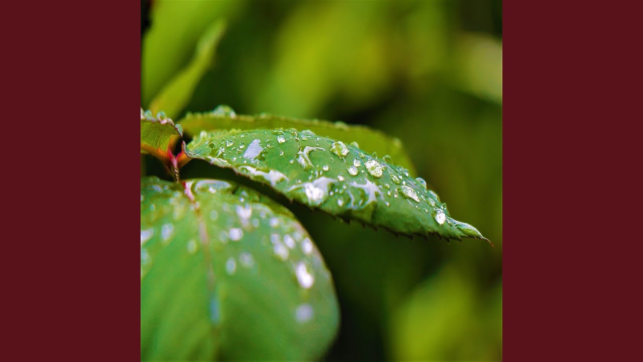 Rain on Leaves - Drop on Leaf Sound - Raindrops