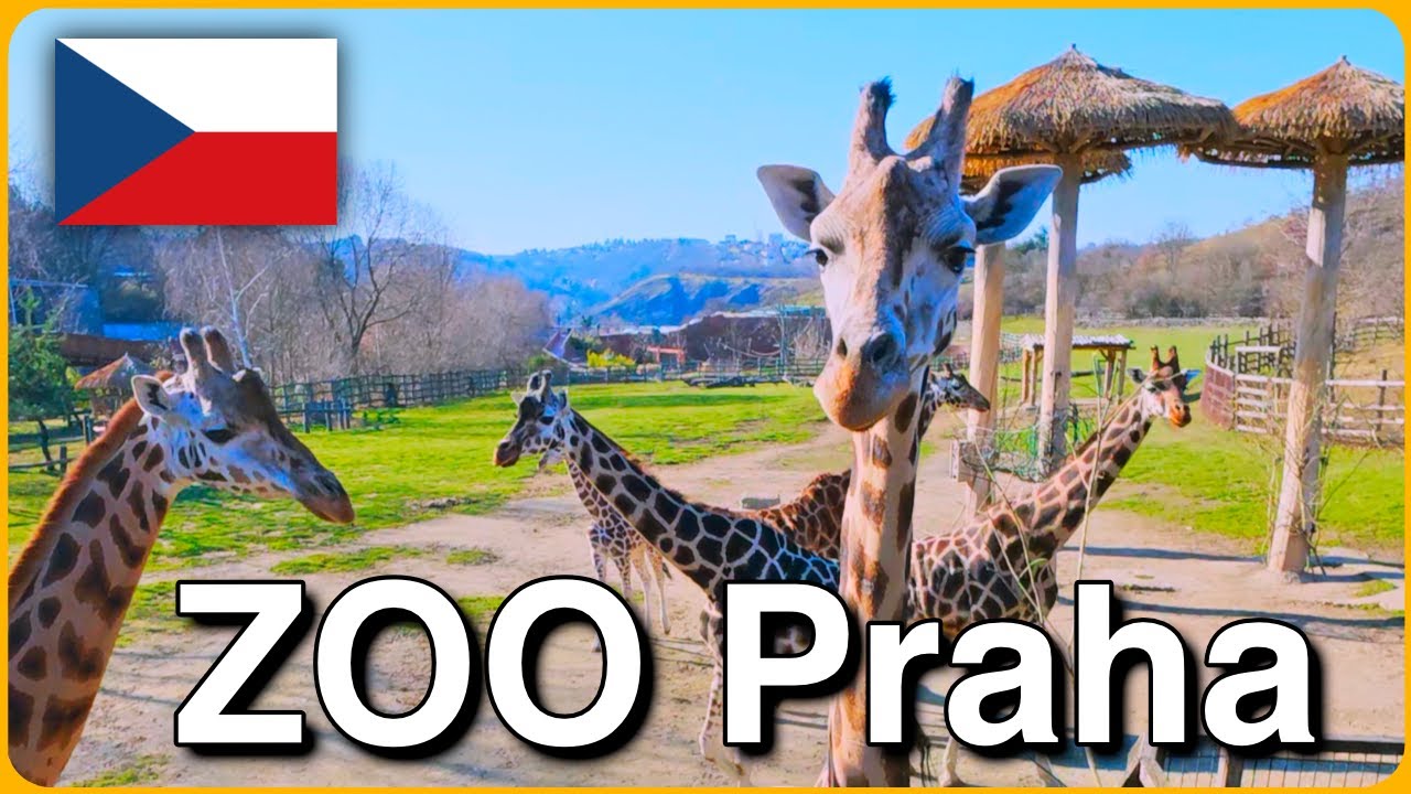 🇨🇿 ZOO Praha - Kompletní procházka s lanovkou, gorilami, slony a džunglí