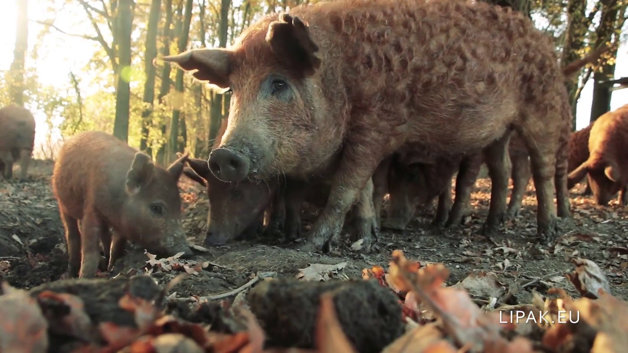 Lipák Makkos Mangalicafarm a négy évszak