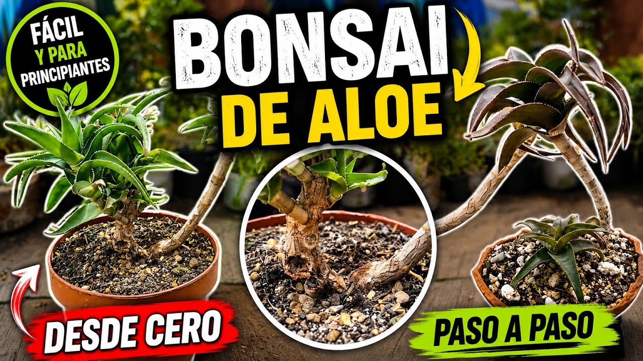 Cómo empezar un bonsai de aloe 