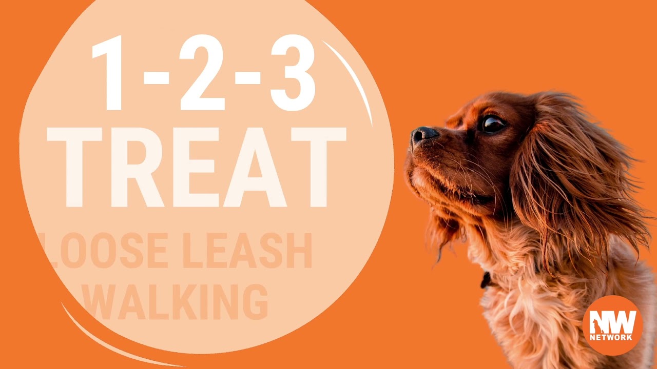 STOP PULLING with these 6 loose leash walking games