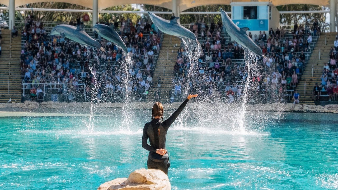 Sea World, Голд-Кост — презентация Affinity Dolphin