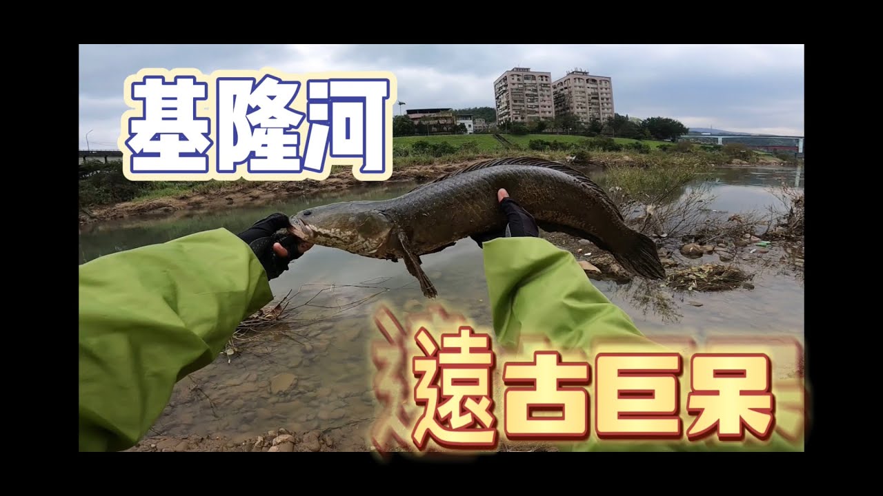 基隆河大呆超咬，用奇怪的大餌還破紀錄