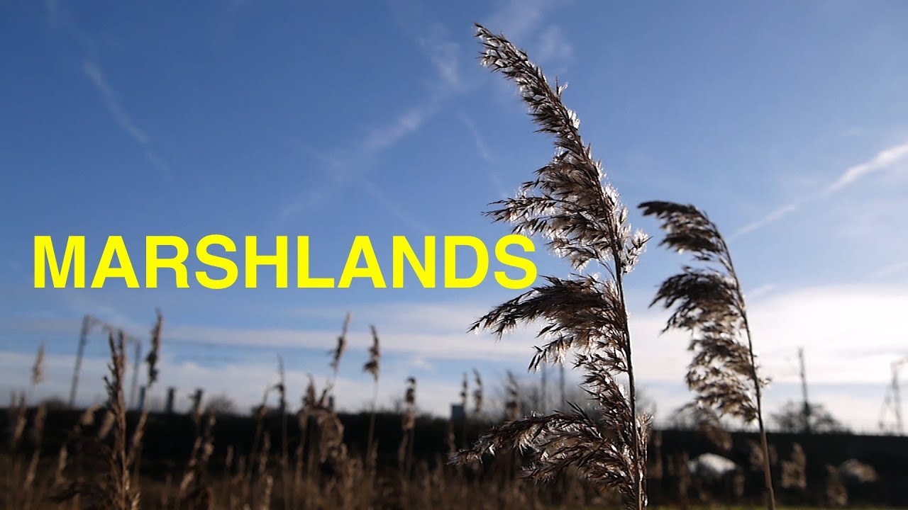 Leyton & Walthamstow Marshes - the marshlands