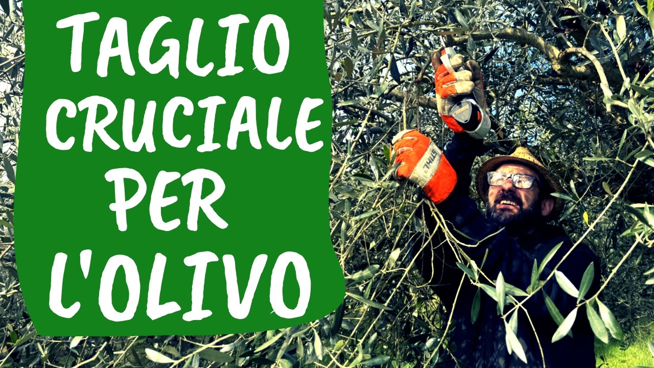 Potatura OLIVO: il TAGLIO di RITORNO [fondamentale in 3 modi]