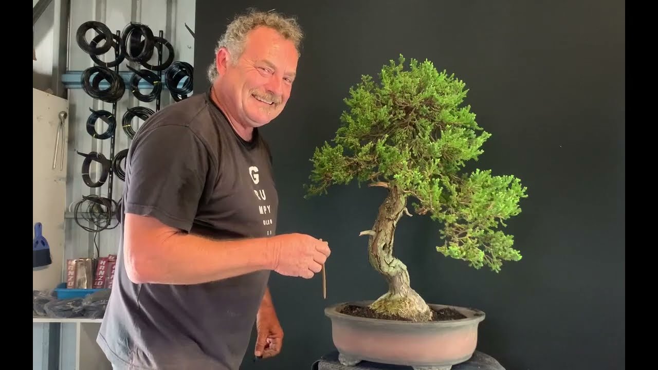 Juniper Repot